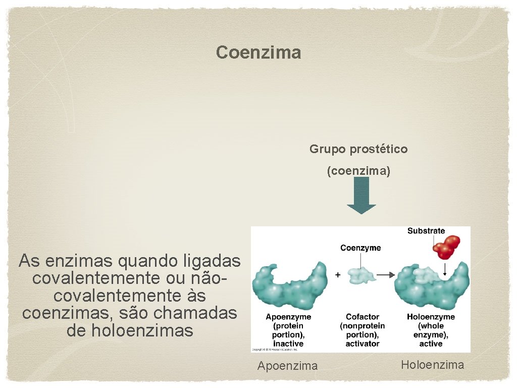 Coenzima Grupo prostético (coenzima) As enzimas quando ligadas covalentemente ou nãocovalentemente às coenzimas, são