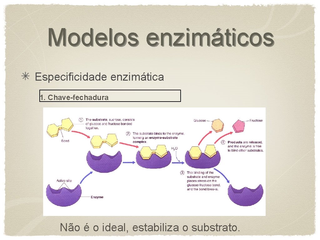 Modelos enzimáticos Especificidade enzimática 1. Chave-fechadura Não é o ideal, estabiliza o substrato. 