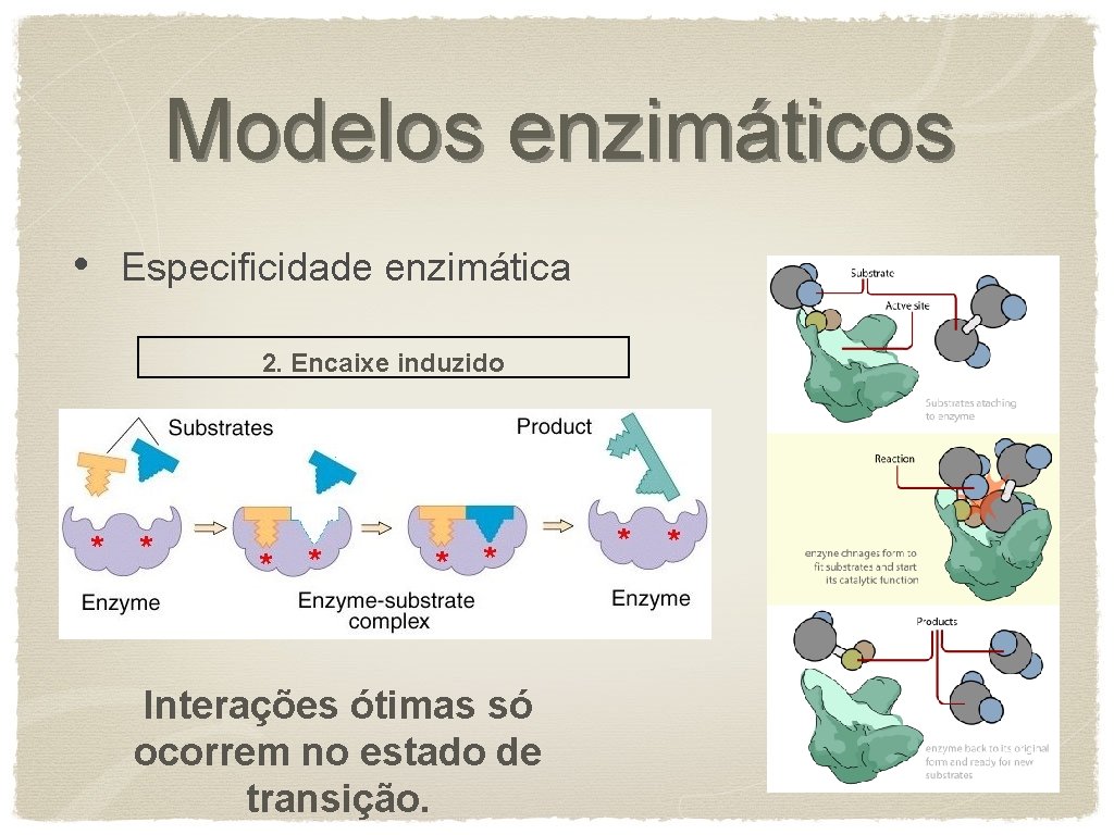 Modelos enzimáticos • Especificidade enzimática 2. Encaixe induzido Interações ótimas só ocorrem no estado