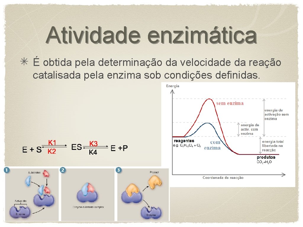 Atividade enzimática É obtida pela determinação da velocidade da reação catalisada pela enzima sob