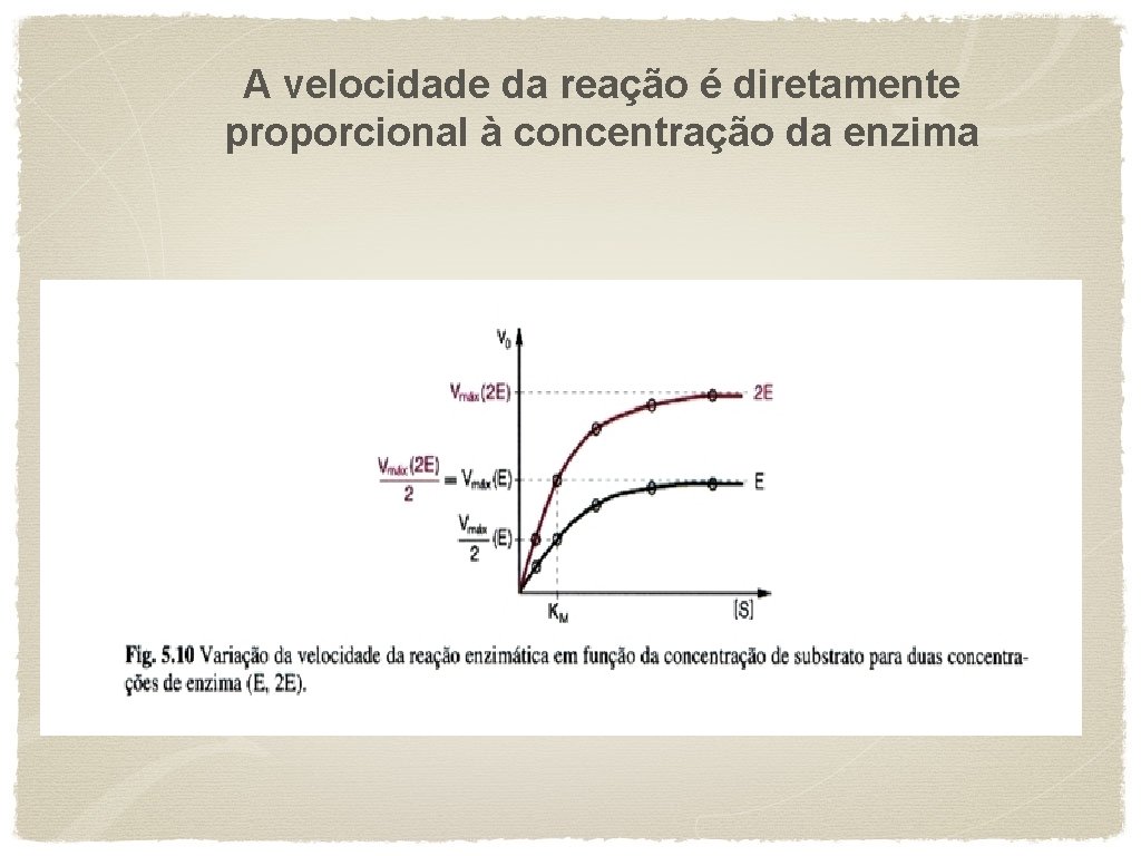 A velocidade da reação é diretamente proporcional à concentração da enzima 