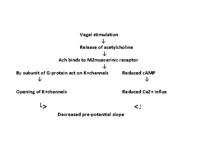  Vagal stimulation ↓ Release of acetylcholine ↓ Ach binds to M 2 muscarinic