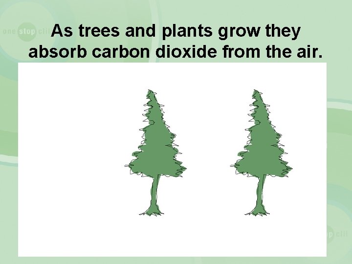 As trees and plants grow they absorb carbon dioxide from the air. 