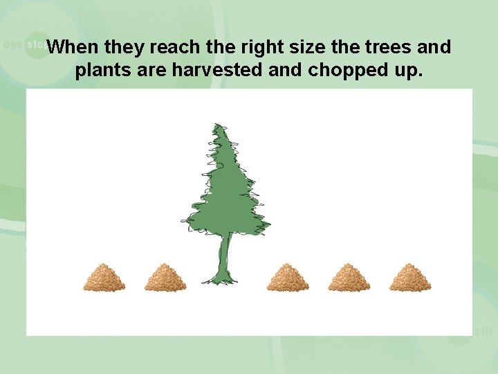 When they reach the right size the trees and plants are harvested and chopped