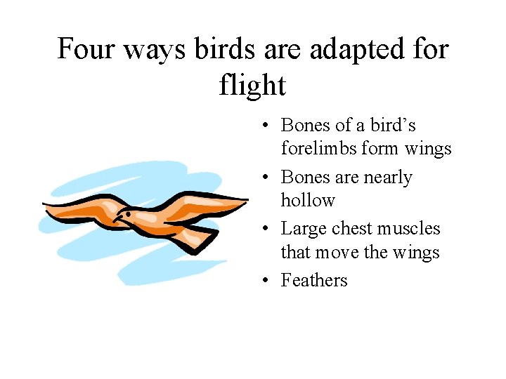 Four ways birds are adapted for flight • Bones of a bird’s forelimbs form