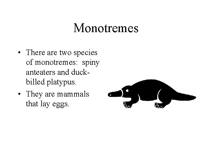 Monotremes • There are two species of monotremes: spiny anteaters and duckbilled platypus. •