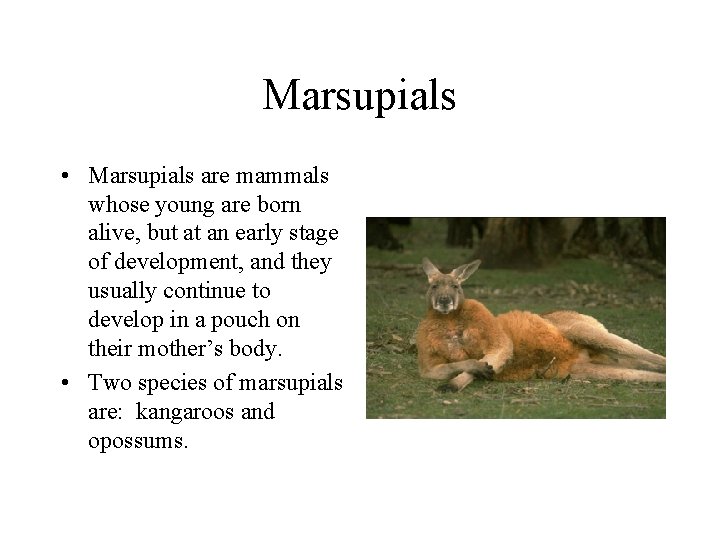 Marsupials • Marsupials are mammals whose young are born alive, but at an early