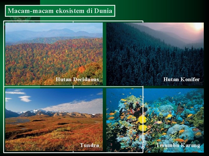 Macam-macam ekosistem di Dunia Hutan Deciduous Hutan Konifer Tundra Terumbu Karang 