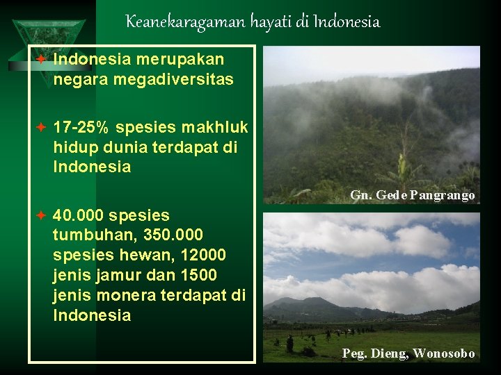 Keanekaragaman hayati di Indonesia ª Indonesia merupakan negara megadiversitas ª 17 -25% spesies makhluk