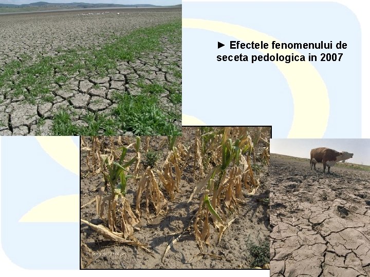 ► Efectele fenomenului de seceta pedologica in 2007 