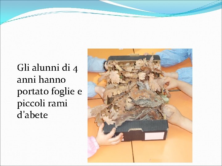Gli alunni di 4 anni hanno portato foglie e piccoli rami d’abete 