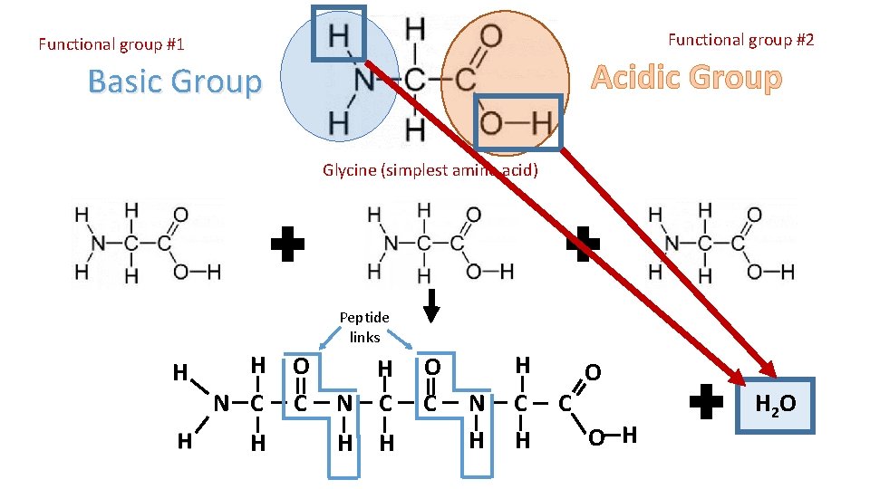 Functional group #2 Functional group #1 Acidic Group Basic Group Glycine (simplest amino acid)