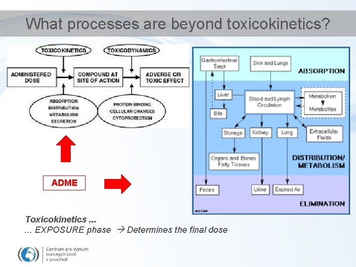 What processes are beyond toxicokinetics? ADME Toxicokinetics. . . EXPOSURE phase Determines the final
