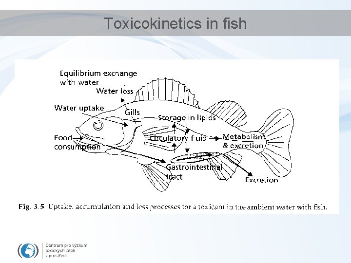 Toxicokinetics in fish 