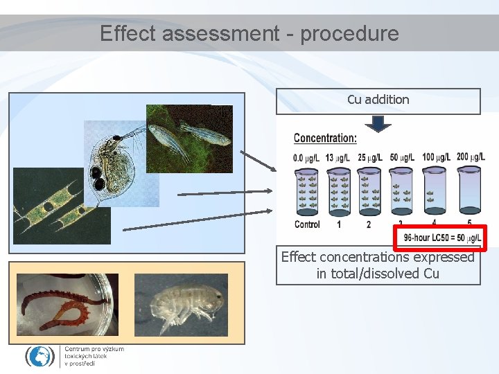 Effect assessment - procedure Cu addition Effect concentrations expressed in total/dissolved Cu 