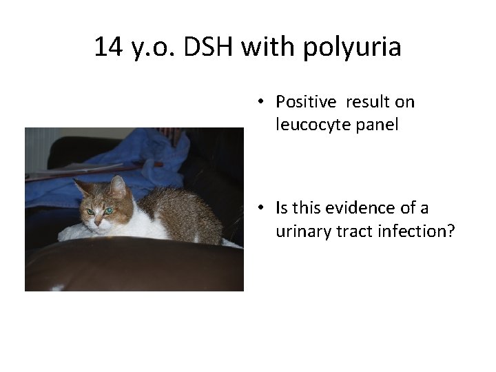 14 y. o. DSH with polyuria • Positive result on leucocyte panel • Is