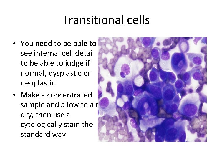 Transitional cells • You need to be able to see internal cell detail to