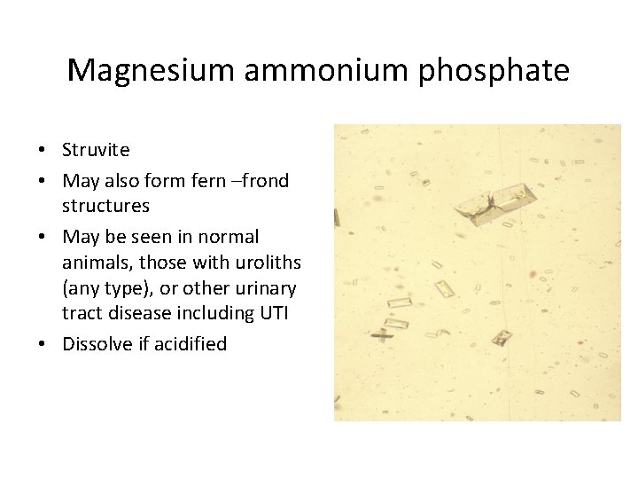 Magnesium ammonium phosphate • Struvite • May also form fern –frond structures • May