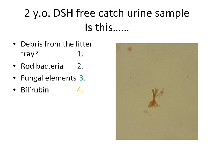2 y. o. DSH free catch urine sample Is this…… • Debris from the