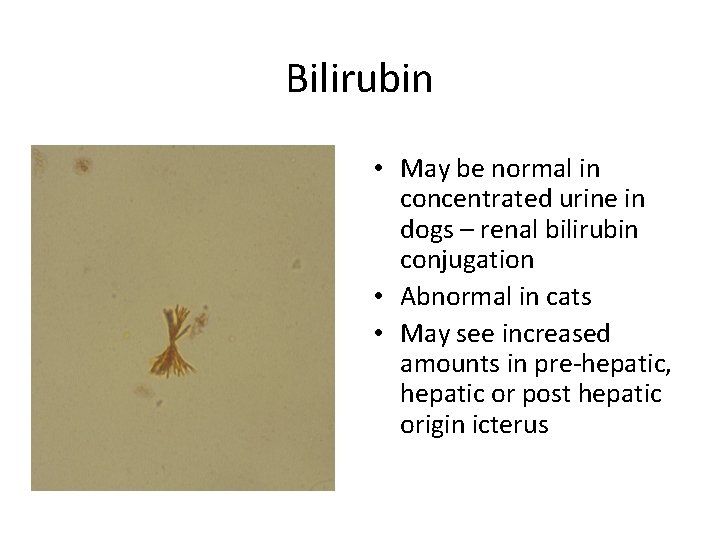 Bilirubin • May be normal in concentrated urine in dogs – renal bilirubin conjugation