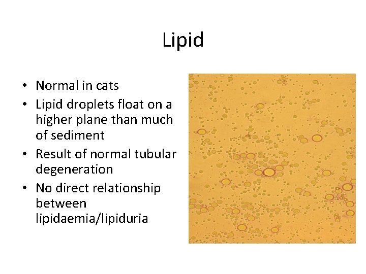 Lipid • Normal in cats • Lipid droplets float on a higher plane than