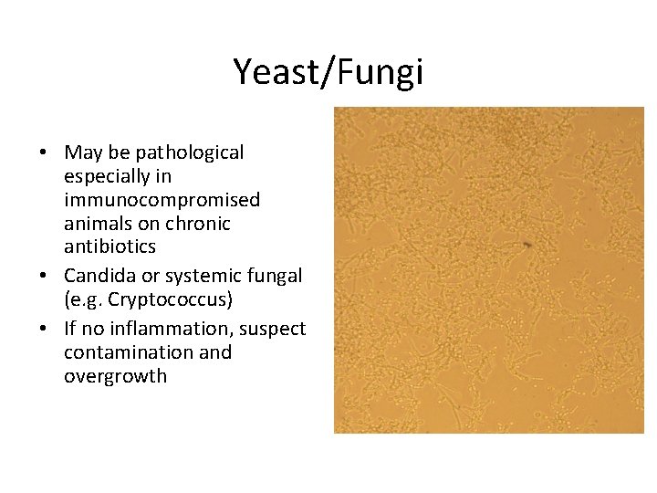 Yeast/Fungi • May be pathological especially in immunocompromised animals on chronic antibiotics • Candida