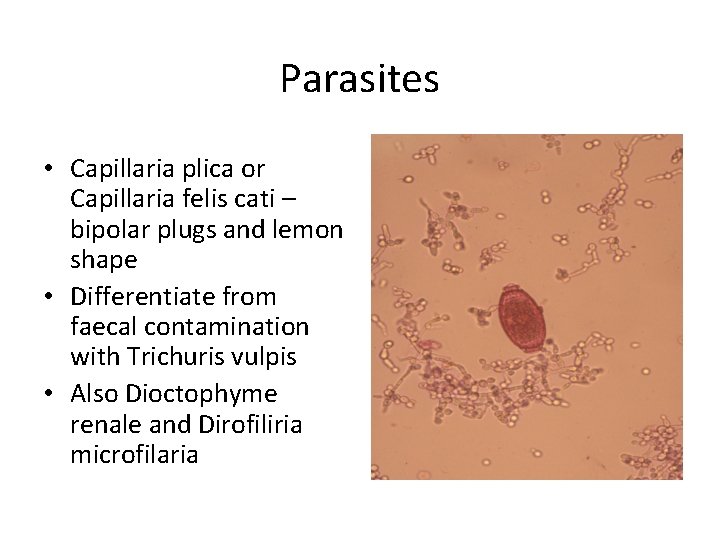 Parasites • Capillaria plica or Capillaria felis cati – bipolar plugs and lemon shape