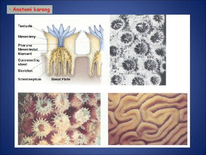  • Anatomi karang 