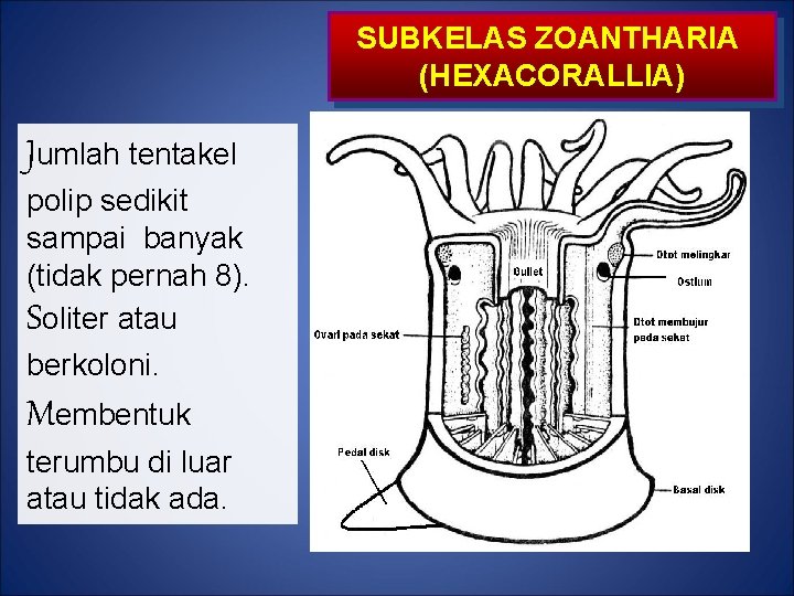 SUBKELAS ZOANTHARIA (HEXACORALLIA) Jumlah tentakel polip sedikit sampai banyak (tidak pernah 8). Soliter atau