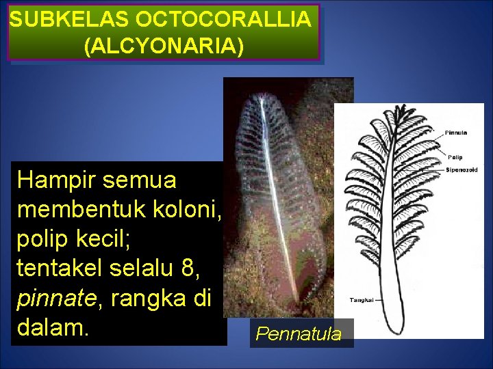 SUBKELAS OCTOCORALLIA (ALCYONARIA) Hampir semua membentuk koloni, polip kecil; tentakel selalu 8, pinnate, rangka