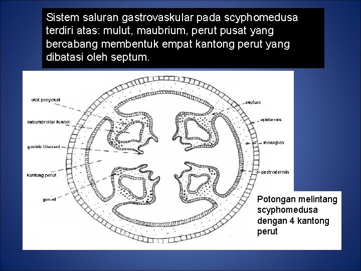 Sistem saluran gastrovaskular pada scyphomedusa terdiri atas: mulut, maubrium, perut pusat yang bercabang membentuk