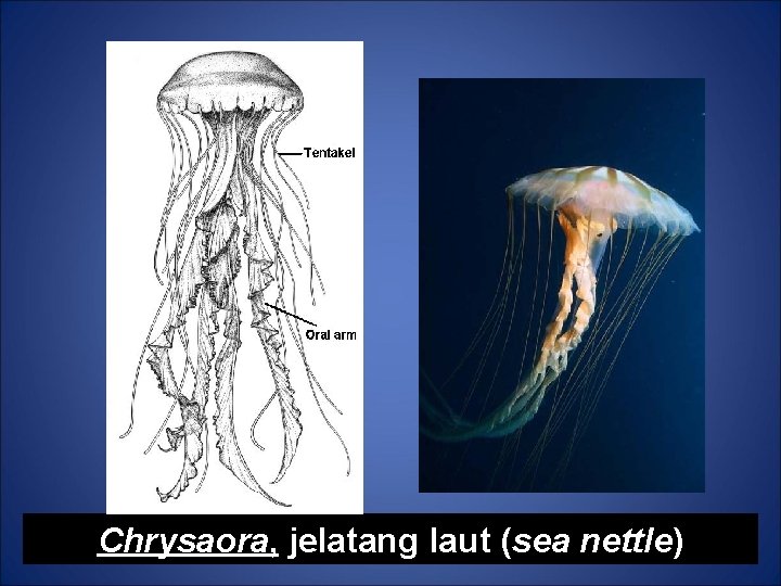 Chrysaora, jelatang laut (sea nettle) 