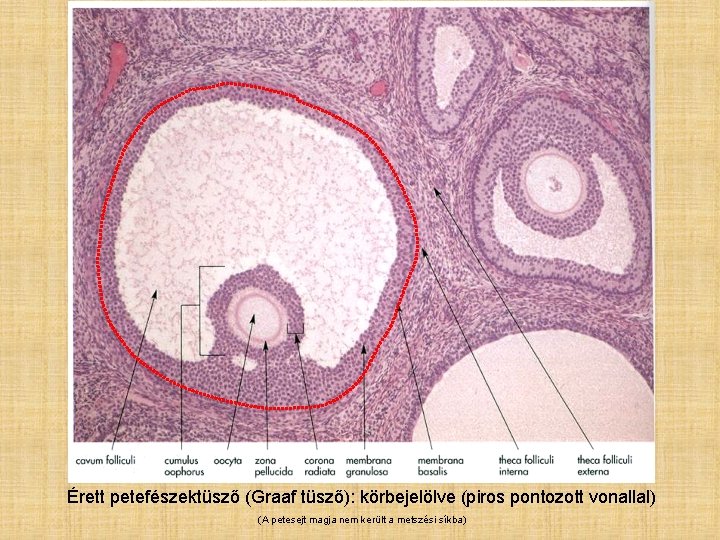 Érett petefészektüsző (Graaf tüsző): körbejelölve (piros pontozott vonallal) (A petesejt magja nem került a