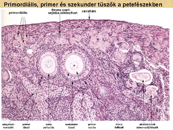 Primordiális, primer és szekunder tüszők a petefészekben 