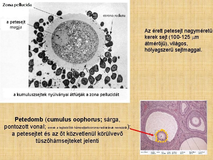 Az érett petesejt nagyméretű, kerek sejt (100 -125 mm átmérőjű), világos, hólyagszerű sejtmaggal. Petedomb