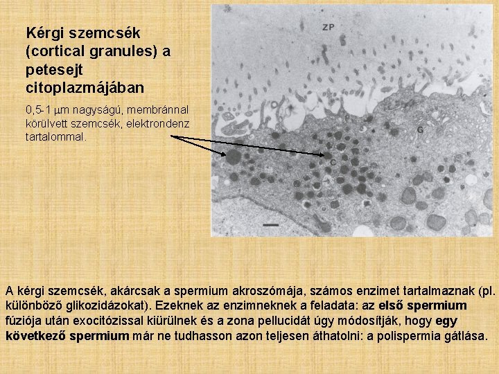 Kérgi szemcsék (cortical granules) a petesejt citoplazmájában 0, 5 -1 mm nagyságú, membránnal körülvett