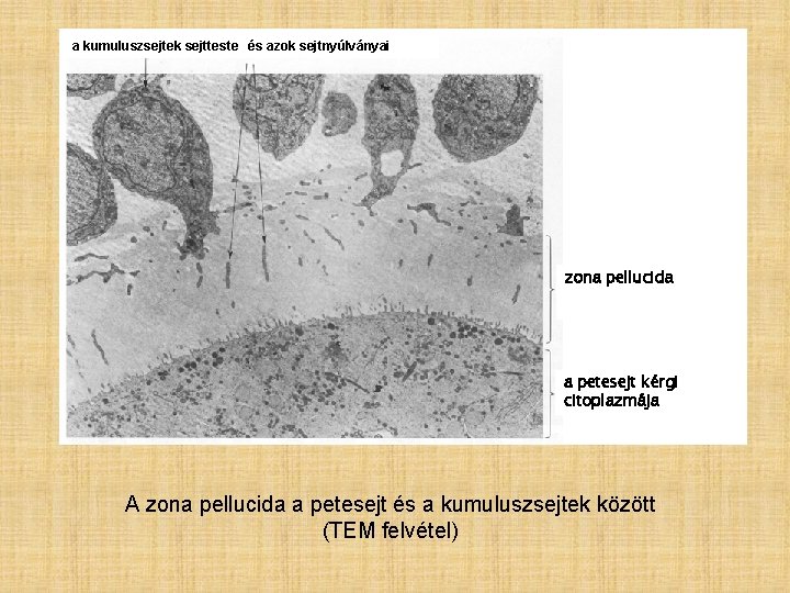 a kumuluszsejtek sejtteste és azok sejtnyúlványai zona pellucida a petesejt kérgi citoplazmája A zona