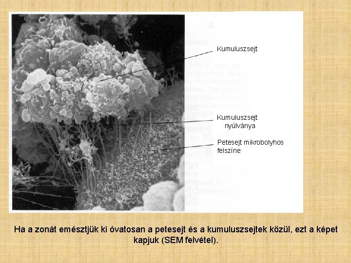 Kumuluszsejt nyúlványa Petesejt mikrobolyhos felszíne Ha a zonát emésztjük ki óvatosan a petesejt és