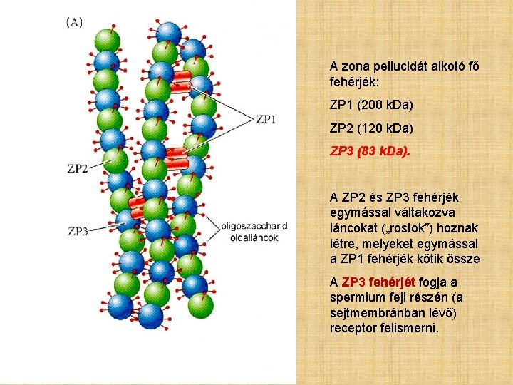 A zona pellucidát alkotó fő fehérjék: ZP 1 (200 k. Da) ZP 2 (120
