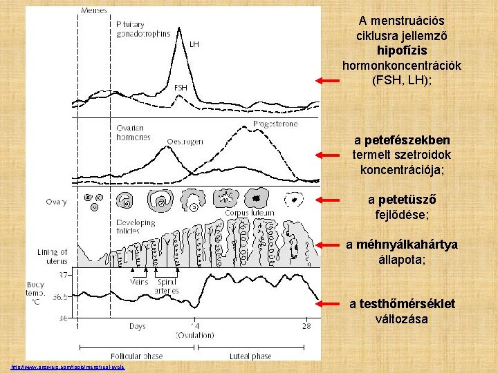 A menstruációs ciklusra jellemző hipofízis hormonkoncentrációk (FSH, LH); a petefészekben termelt szetroidok koncentrációja; a