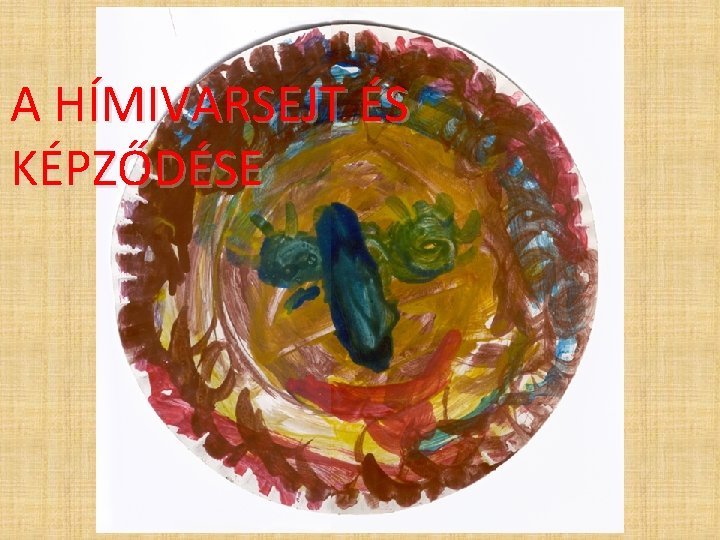 A HÍMIVARSEJT ÉS KÉPZŐDÉSE A HÍMIVARSEJT ÉS KÉPZŐDÉSE