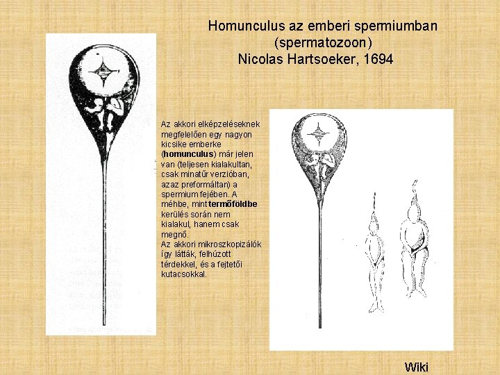 Homunculus az emberi spermiumban (spermatozoon) Nicolas Hartsoeker, 1694 Az akkori elképzeléseknek megfelelően egy nagyon