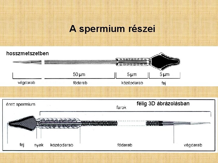 A spermium részei hosszmetszetben félig 3 D ábrázolásban A spermium részei hosszmetszetben félig 3 D ábrázolásban