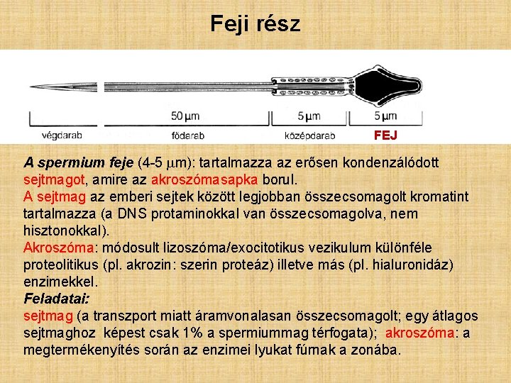 Feji rész FEJ A spermium feje (4 -5 mm): tartalmazza az erősen kondenzálódott sejtmagot, Feji rész FEJ A spermium feje (4 -5 mm): tartalmazza az erősen kondenzálódott sejtmagot,