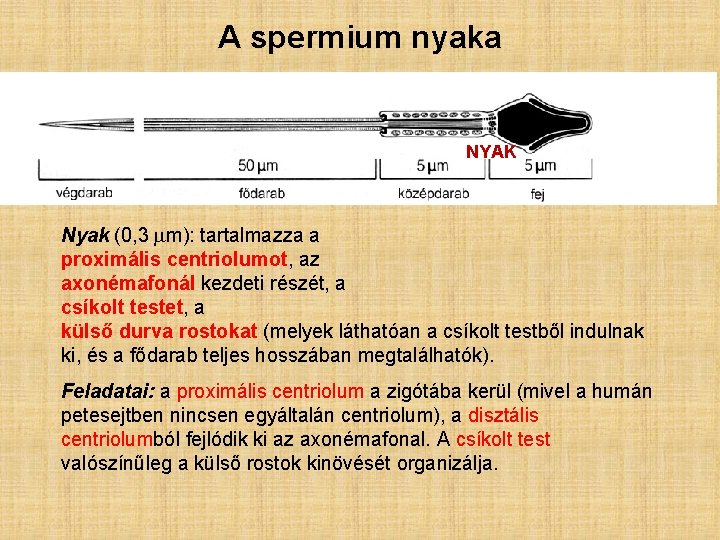 A spermium nyaka NYAK Nyak (0, 3 mm): tartalmazza a proximális centriolumot, az axonémafonál