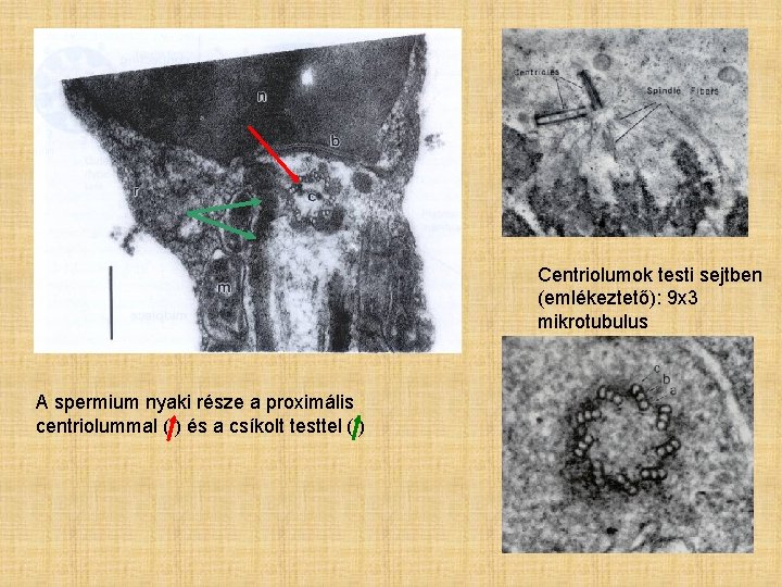 Centriolumok testi sejtben (emlékeztető): 9 x 3 mikrotubulus A spermium nyaki része a proximális