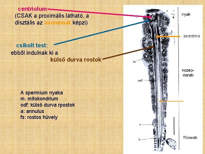 centriolum (CSAK a proximális látható, a disztális az axonémát képzi) axonéma csíkolt test: ebből centriolum (CSAK a proximális látható, a disztális az axonémát képzi) axonéma csíkolt test: ebből