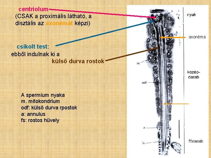 centriolum (CSAK a proximális látható, a disztális az axonémát képzi) axonéma csíkolt test: ebből