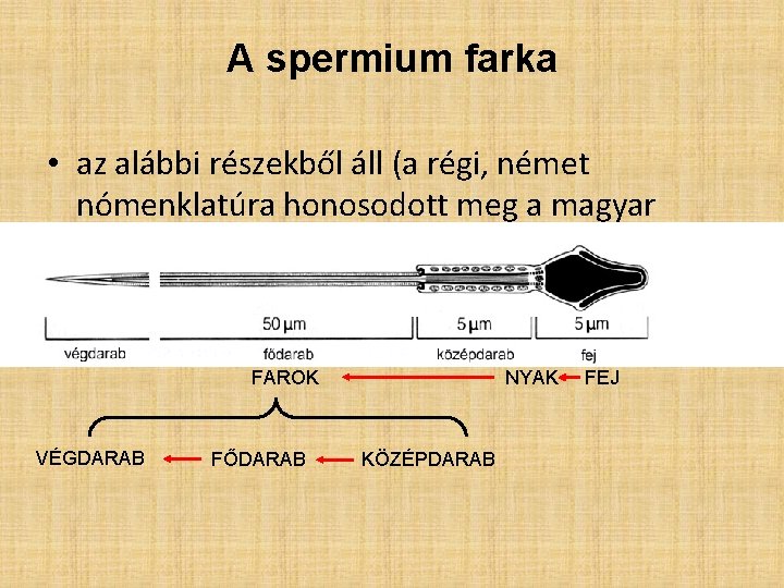 A spermium farka • az alábbi részekből áll (a régi, német nómenklatúra honosodott meg A spermium farka • az alábbi részekből áll (a régi, német nómenklatúra honosodott meg