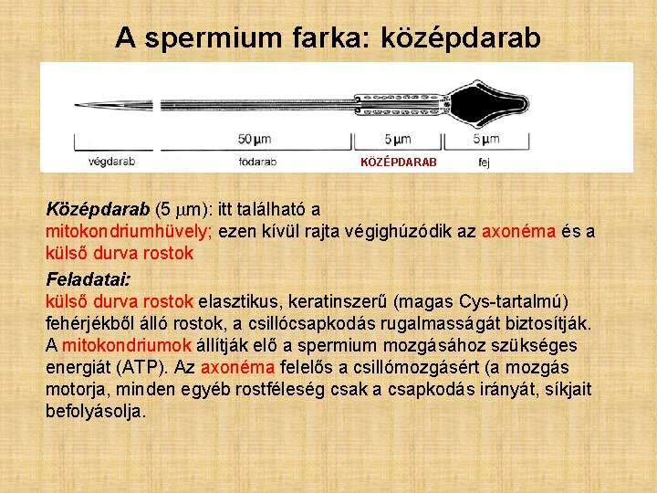 A spermium farka: középdarab KÖZÉPDARAB Középdarab (5 mm): itt található a mitokondriumhüvely; ezen kívül